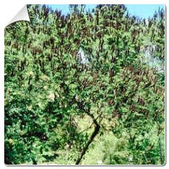 Amorfa fruticosa